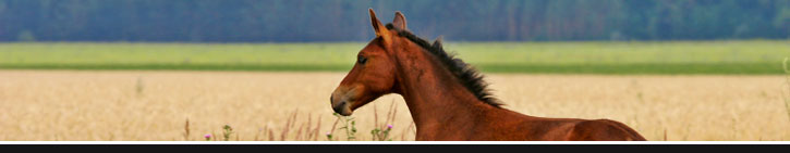 Starland Farm Tennessee Walking Horses